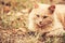 Beige Peachy Mixed Breed Domestic Adult Cat Lazy Looking Aside T