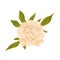 Beige peony flower. Vector illustration on a white background.