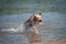 Beige pitbull terrier running out from water