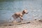 Beige pitbull terrier running out from water
