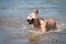 Beige pitbull terrier running out from water