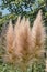 Beige plant pampas grass