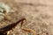 Beige Praying Mantis on a Dirt Path