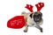 Beige Pug Wearing Christmas Attire 10
