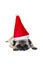 Beige Pug Wearing Christmas Attire 2
