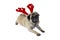 Beige Pug Wearing Christmas Attire 8