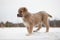 Beige puppy of breed Alabay on a background of winter nature. Central asian shepherd dog