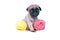 The beige puppy Mopsa plays with yarn balls. It is isolated on a white background