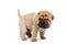 Beige puppy of sharpei