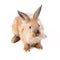 Beige rabbit, isolated