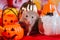 Beige rat of the Dumbo breed on a gloomy background with pumpkins. Halloween decoration. Mouse with a spider