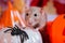 Beige rat of the Dumbo breed on a gloomy background with pumpkins. Halloween decoration. Mouse with a spider