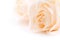 Beige roses background