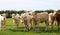 Beige and rust colored calves standing in the meadow on a sunny day