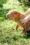 Beige sharpei puppy in profile