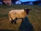 Beige sheep with black head and legs looking at camera in light of streetlights in evening