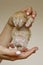 Beige, small, fluffy cute kitten in hands closeup. One week old newborn cat with eyes closed, baby animals and adorable cat