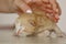 Beige, small, fluffy cute kitten in hands closeup. One week old newborn cat with eyes closed, baby animals and adorable cat