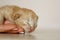 Beige, small, fluffy cute kitten in hands closeup. One week old newborn cat with eyes closed, baby animals and adorable cat