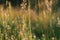 Beige spikelets of grass in summer are illuminated by sunlight in a meadow in nature