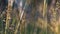 Beige spikelets of grass in summer are illuminated by sunlight in a meadow in nature