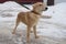 beige stray dog sitting on the ground with a collar