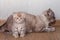 Beige striped Scottish kitten and cat