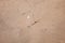 Beige stucco wall crackle surface. Light beige textured background. Grunge texture. Rough weathered backdrop