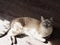 Beige thai cat lying cozy on a floor in a sun spot