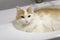 Beige white cat lies in a white washbasin