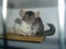 Beige and white chinchilla sit on a shelf