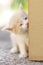 Beige white fluffy kitten peeks out from behind a cardboard box