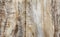 Beige wooden texture, poplar, background