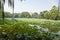 Beijing, China. Pond, overgrown with lotus flower