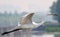 Beijing Egrets