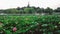 Beijing - A panoramic view on a small lake in Beihai Park, Beijing, China. There is a white Beihai Pagoda on the hill