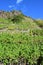 Beilstein, Germany - 10 06 2022: steep vineyards and a big rock