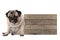 Being fed up pug puppy dog sitting down next to blank wooden sign