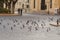 Beirut, Lebanon, April 03 - 2017: Several doves in downtown Beirut Lebanon, urban pest