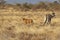 Beisa Oryx, oryx beisa, Female with Young in Savannah, Masai Mara Park in Kenya