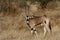 Beisa oryx with oxpeckers