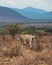 Beisa Oryx at Samburu National Reserve