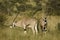 Beisa oryxes grazing, Samburu, Kenya