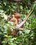 Bekantan, long nosed monkey from Borneo