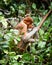 Bekantan, long nosed monkey from Borneo