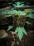 Bekasi, Indonesia, A young papaya tree that just grows between a pile of bricks