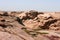 Bektau-Ata Tract. Bektau mountains. Rock formations in Bektau Ata in Kazakhstan in summer. Desert mountains Bektau-Ata.