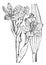 Belamcanda, flower, Inflorescence, leaf, Pardanthus, Chinensis vintage illustration