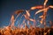 Belarus. 17 July 2020. Comet Neowise C/2020 F3 Shines Bright In The Night Starry Sky Above Young Wheat Field. Night