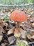 Belarus. Autumn mushroom picking. Edible porcini mushroom.
